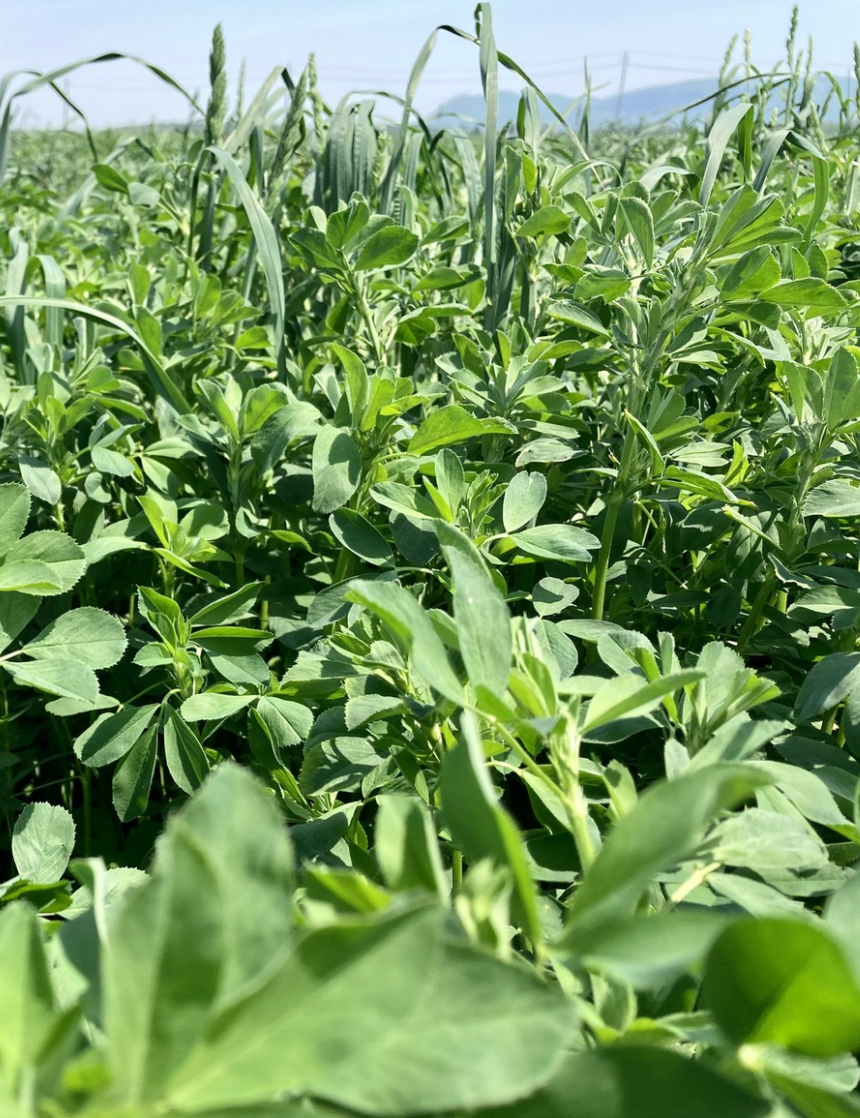 I need yield *NEW FORMULA*