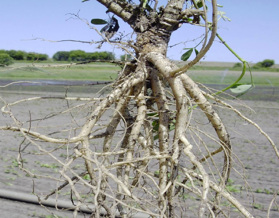 Alfalfa 4010 BR Branched roots certified