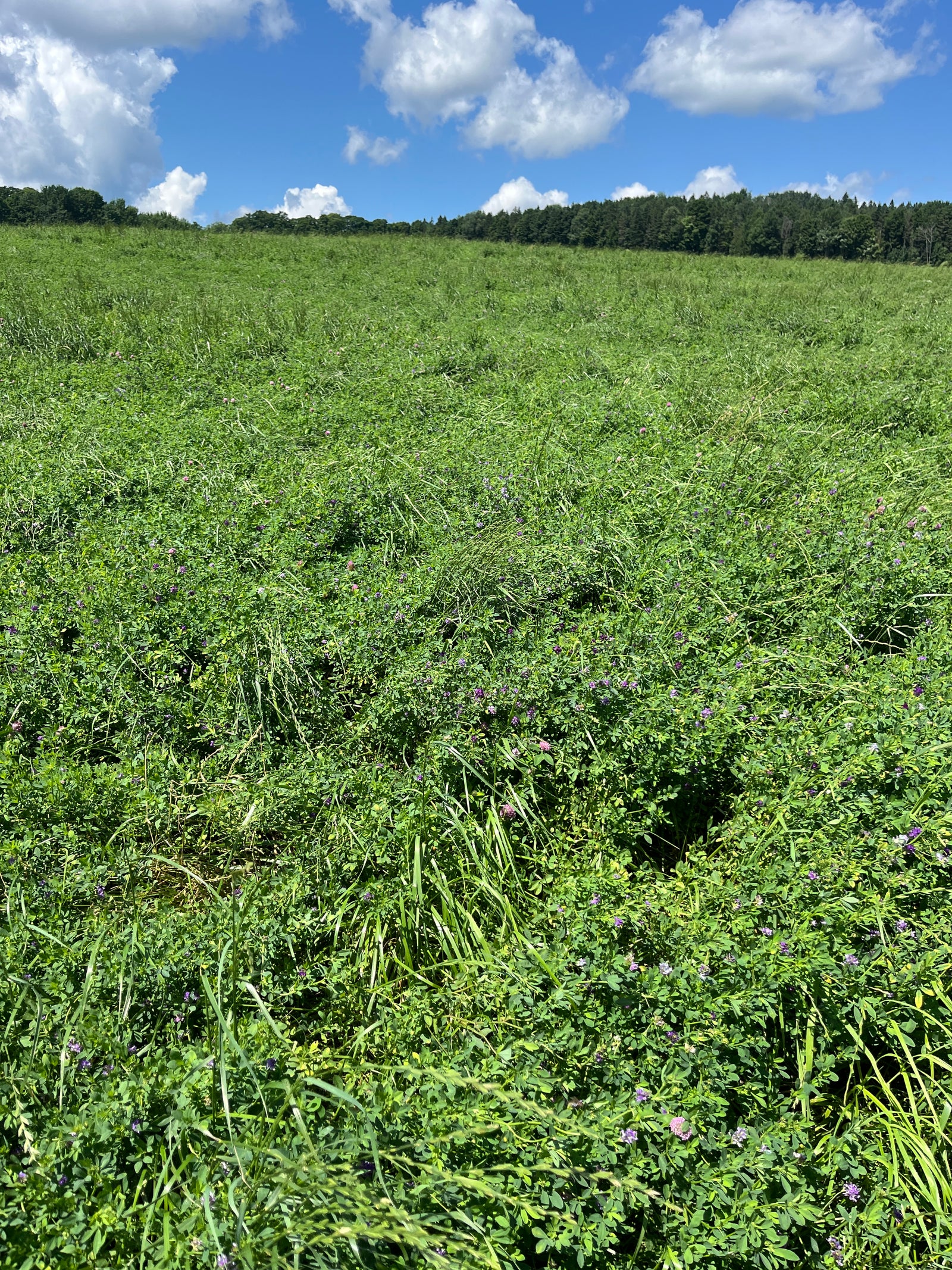 It's got to be tuff  *NEW FORMULA*