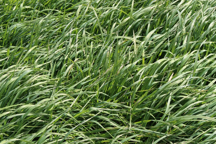 Certified RASANT timothy 