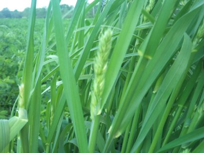 Orchardgrass Harvestar cert