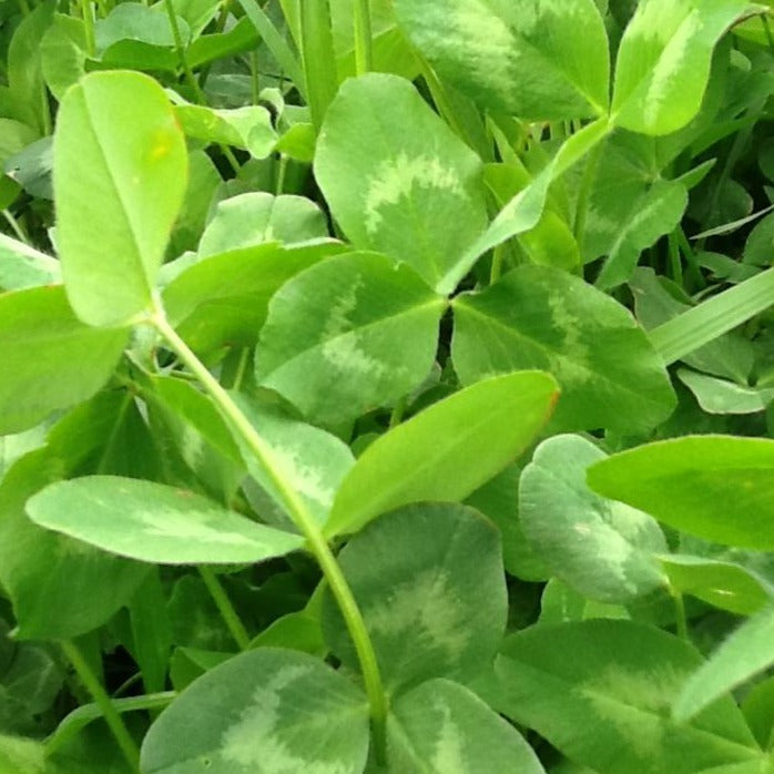 Red clover Emarwan cert. coated 34%