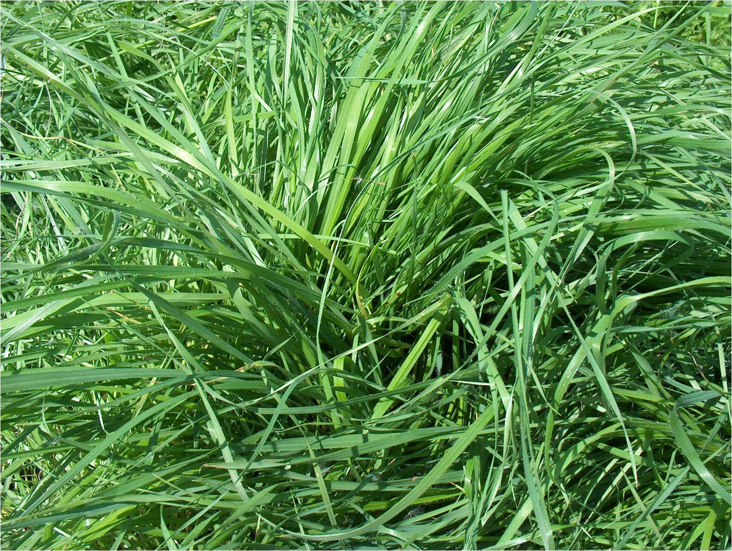 Meadow brome Fleet cert