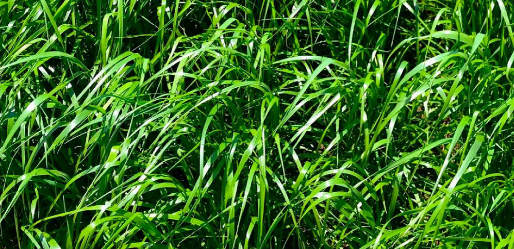 Spring Green Festulolium cert.