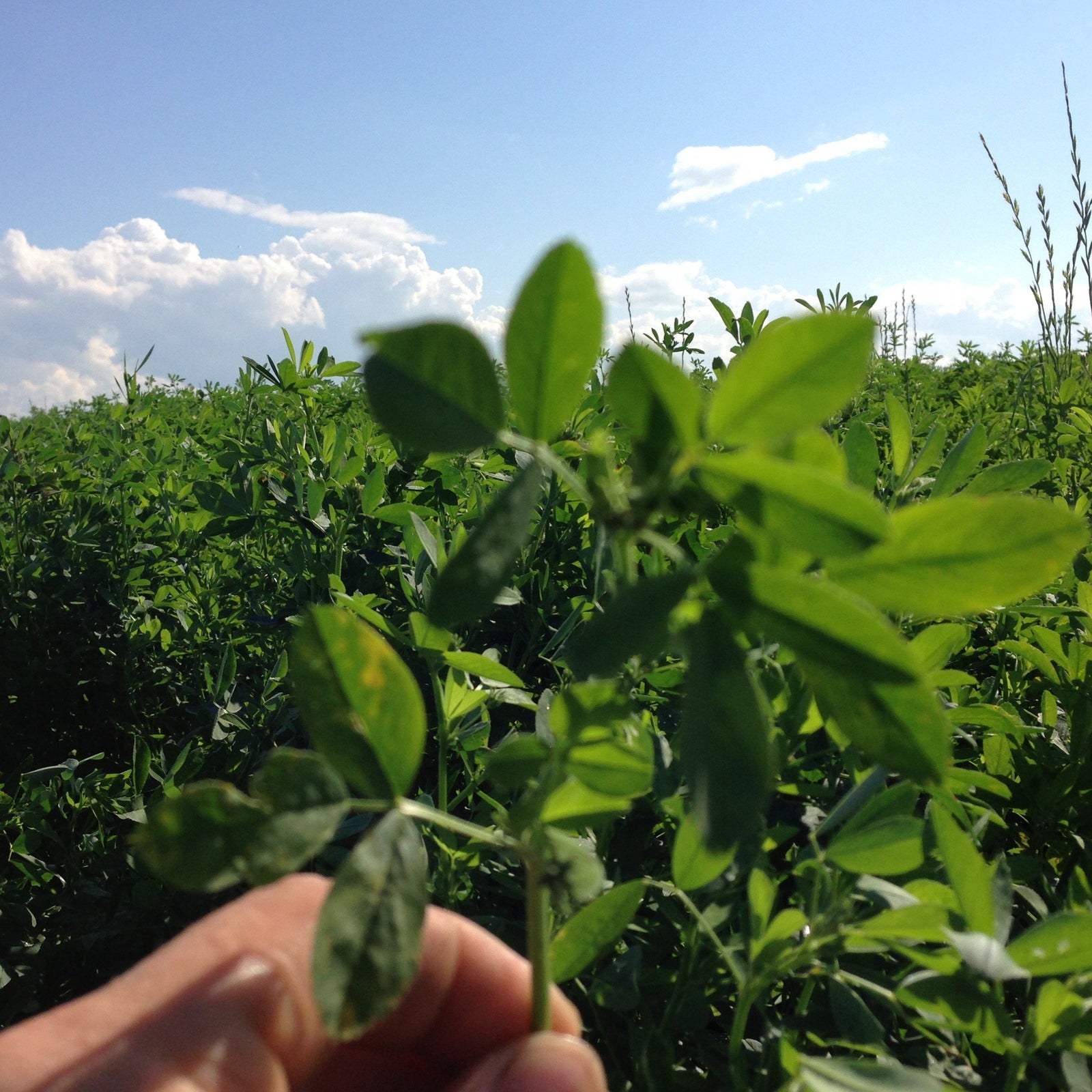 Mixture of 3 MULTIFOLIATED alfalfa 25 Kg