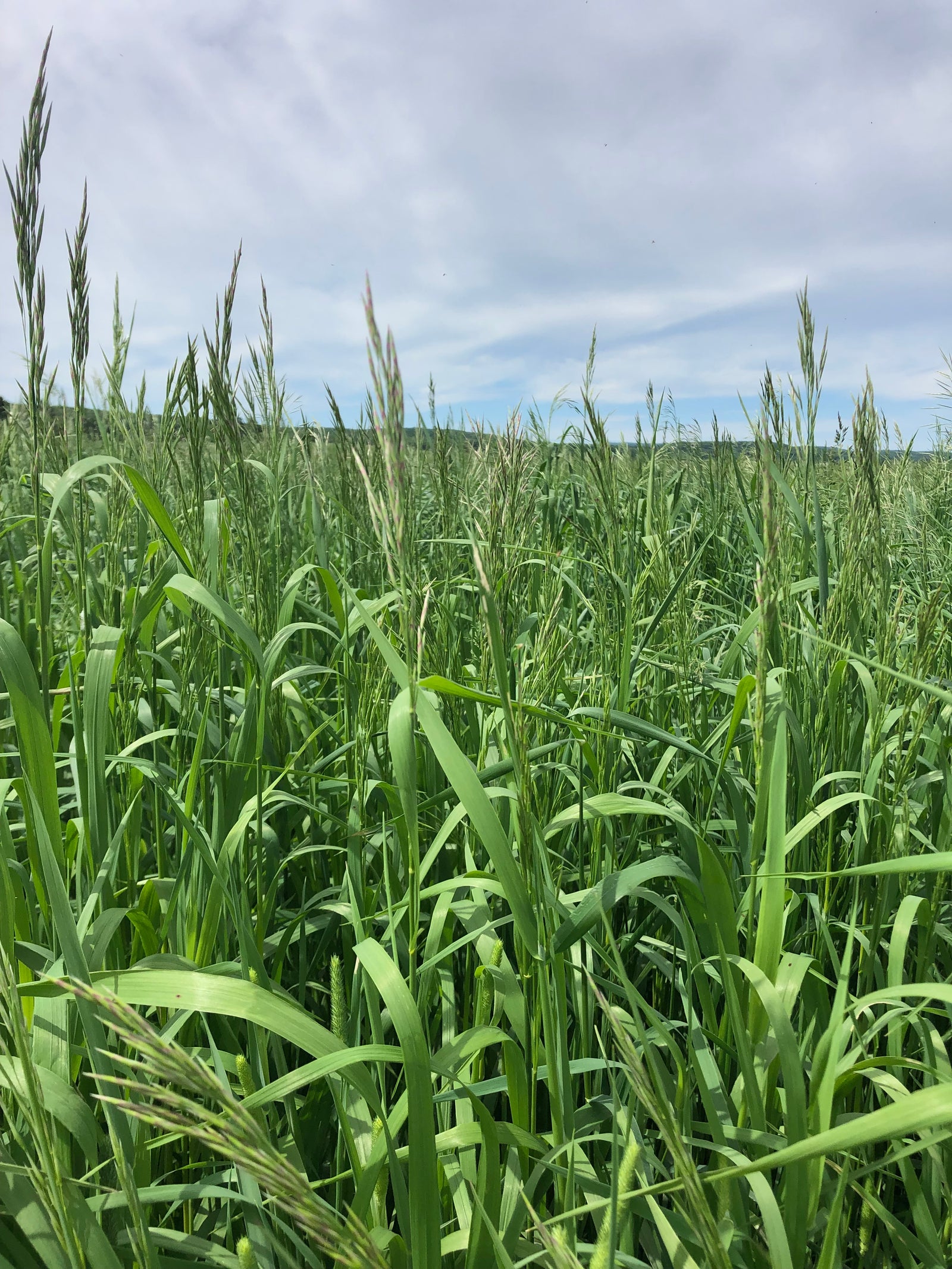 Carlton cert smooth brome