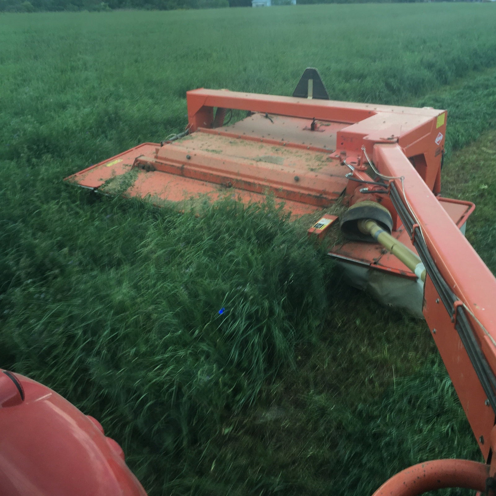 Bromeblend cert grass mixture.