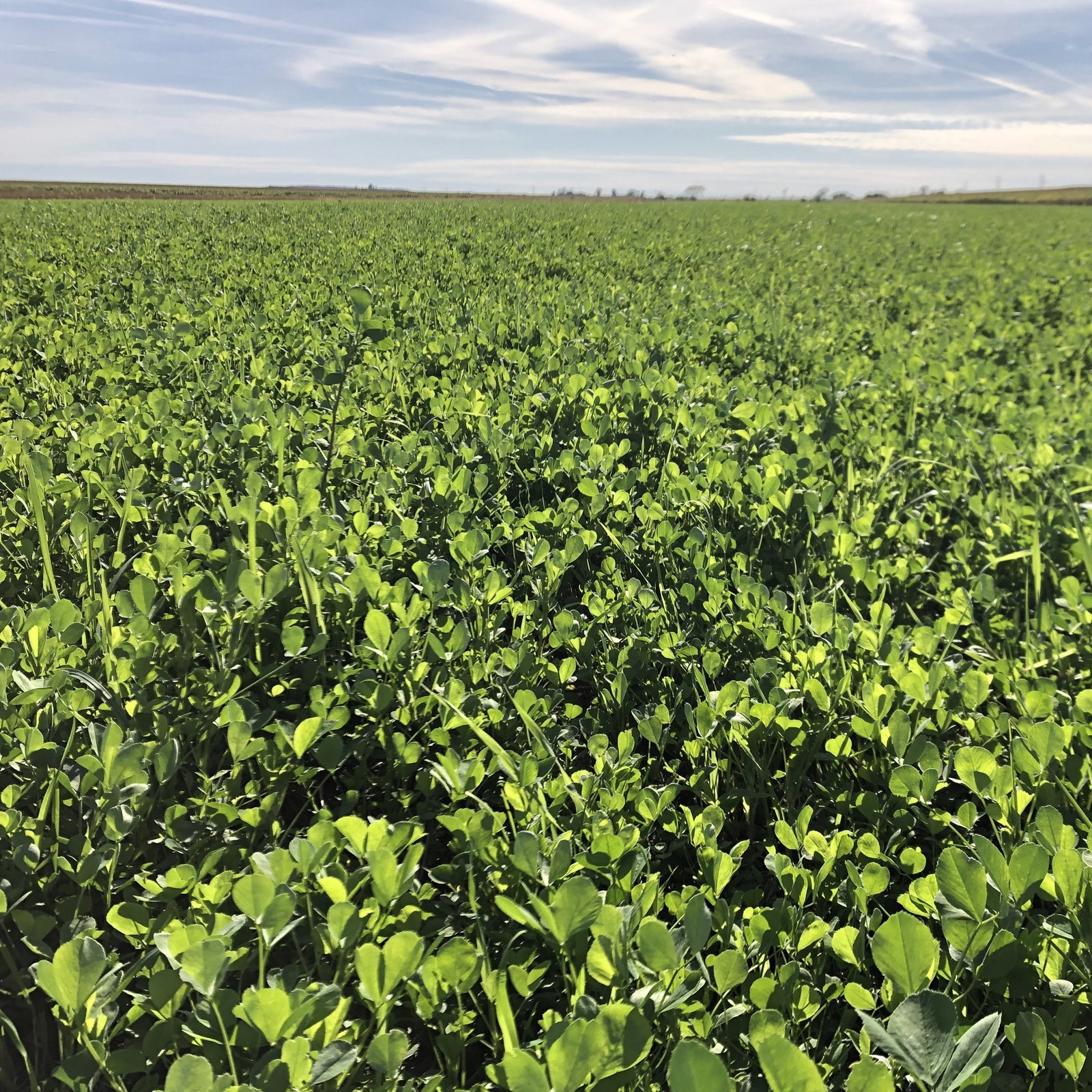 Alfalfa Octane cert.