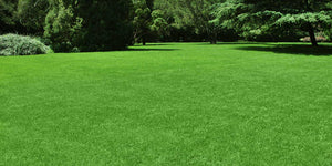 Sun Extreme Green Lawn