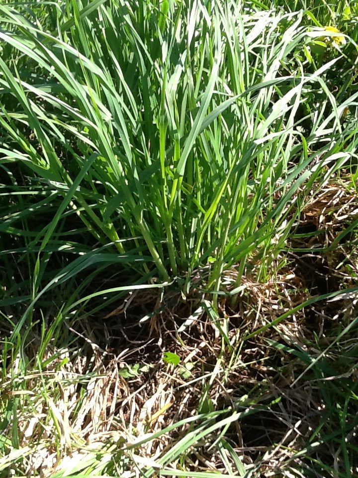 Orchardgrass Harvestar cert