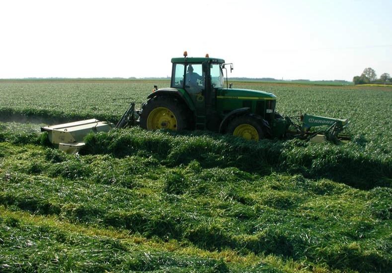 Perennial ryegrass Soraya cert