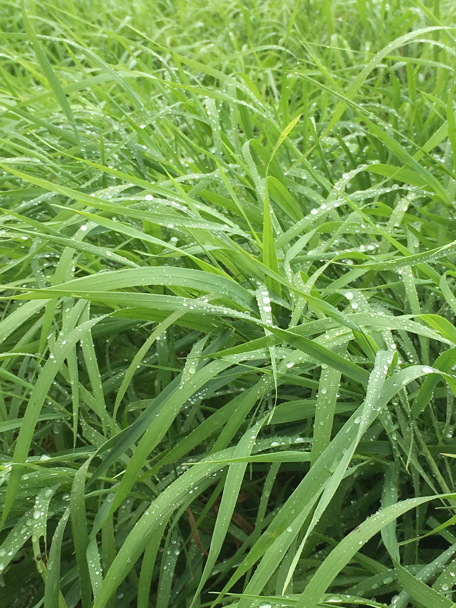 Tall Fescue Soft Leaves Bronson cert