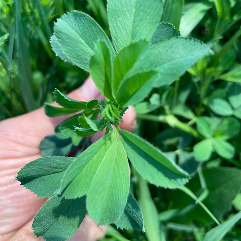 Mixture of 3 MULTIFOLIATED alfalfa 25 Kg