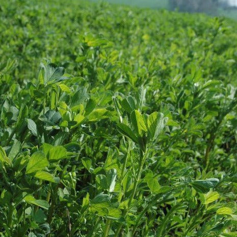 Common alfalfa