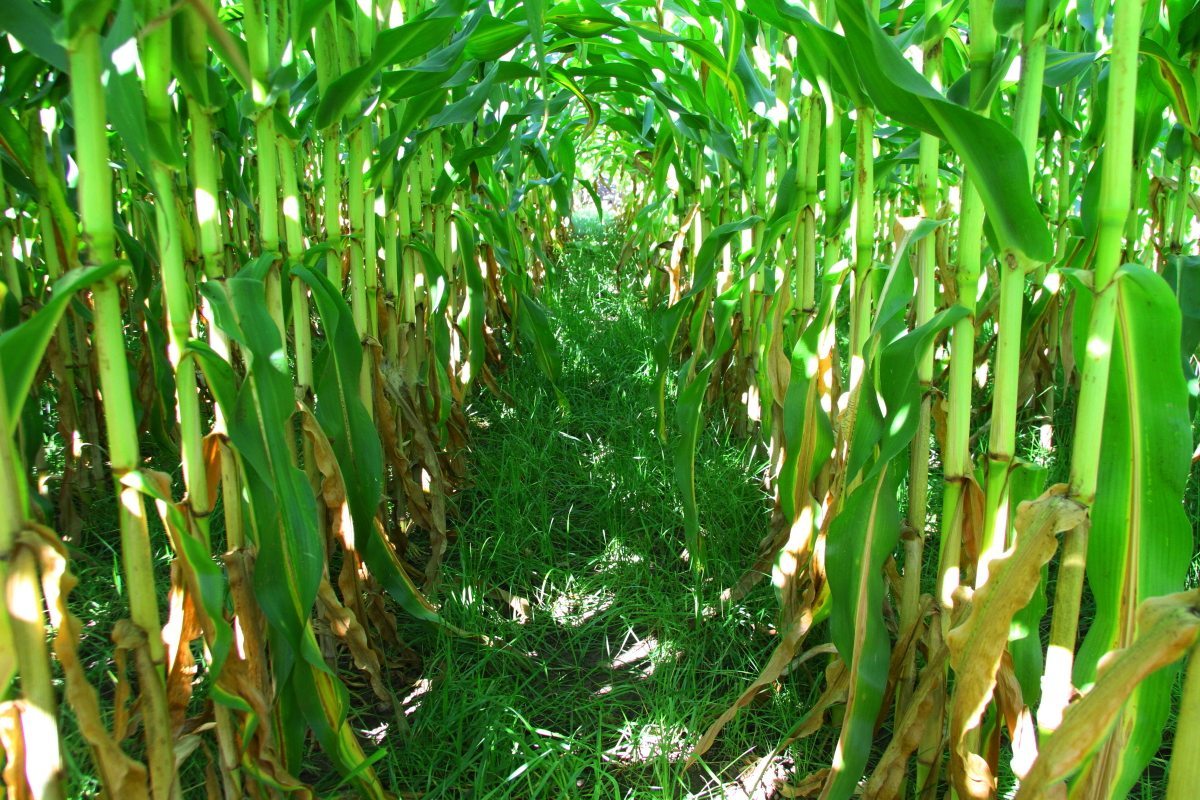 Common annual ryegrass