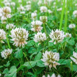 White clover Huia cert.