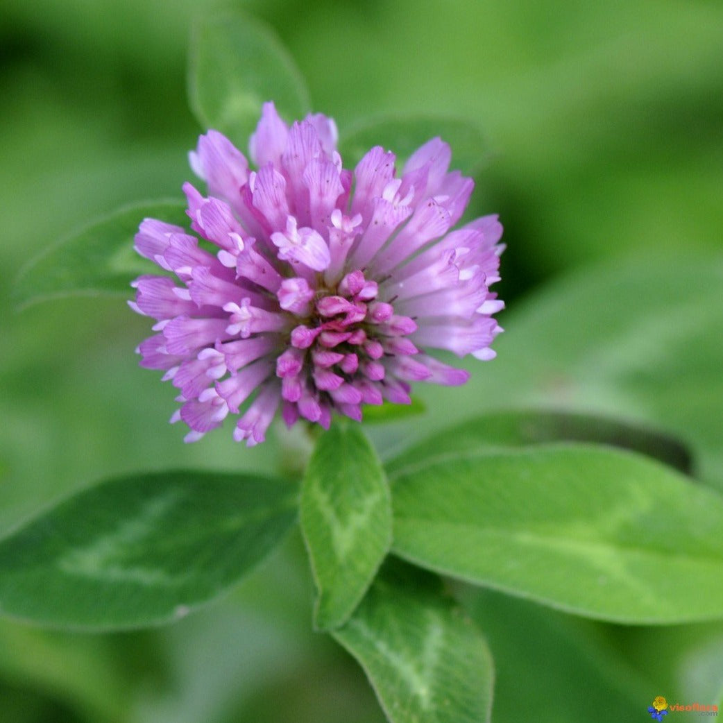 Red clovers single cut common