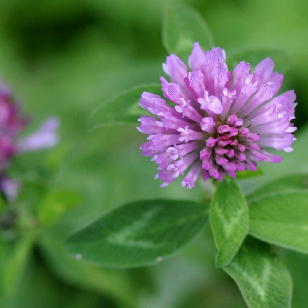 Common double cut red clover coated 34%