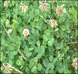 Common ALSIKE aurora clover